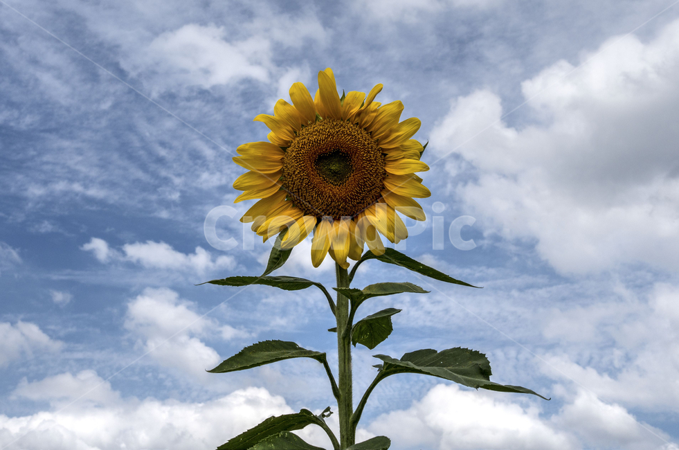 해바라기,식물,자연,하늘,구름,여름,꽃,계절,노랑색,풍경,뭉게구름,sunflower,plants,nature,sky,cloud,summer,flower,season,yellow,식물,자연,plants,nature,꽃,flower