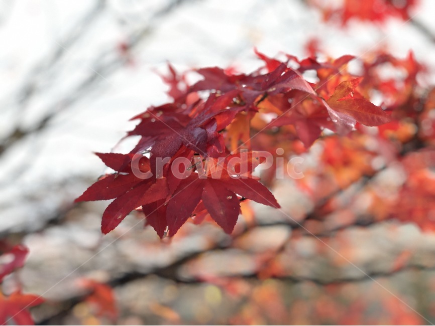 가을,단풍,내장산,나무,단풍나무,잎사귀,가을,계절,fall,autumn,season,plant,식물,leaf,잎,tree