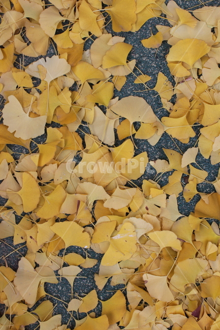 leaf,잎,가을,낙엽,은행나무,가을,계절,fall,autumn,season,paper,종이,plant,식물,confetti,색종이 조각