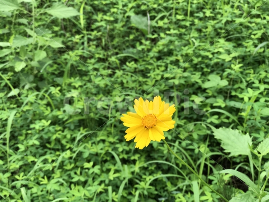 꽃,자연,자연풍경,풍경,flower,식물,자연,plants,nature,꽃,flower