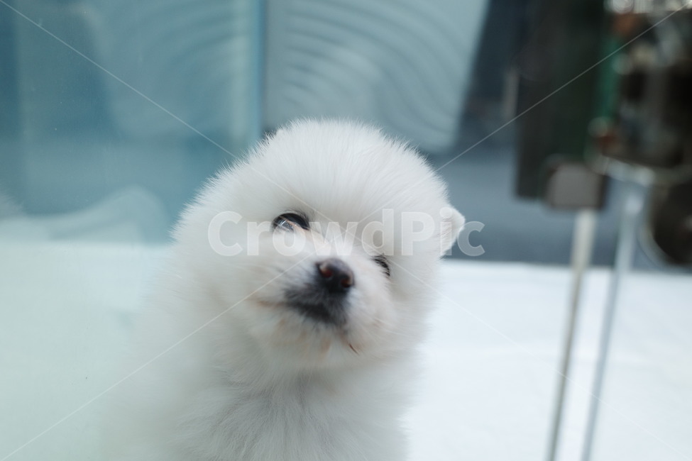 강아지,흰색,귀여움,스피츠,새끼