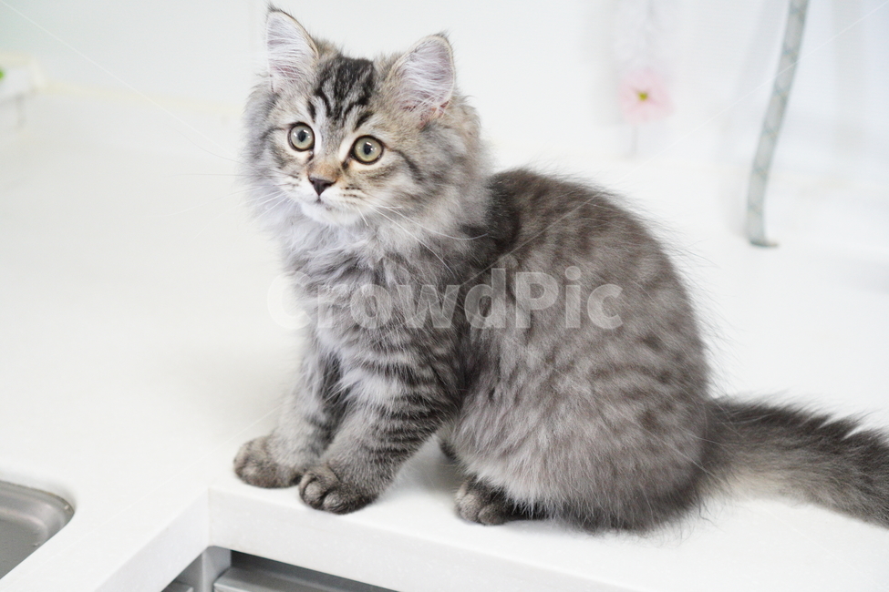 고양이,아기고양이,어린고양이,페르시안고양이,냥이,반려묘,동물,animal,포유류,mammal,고양이,cat,kitten,kitty