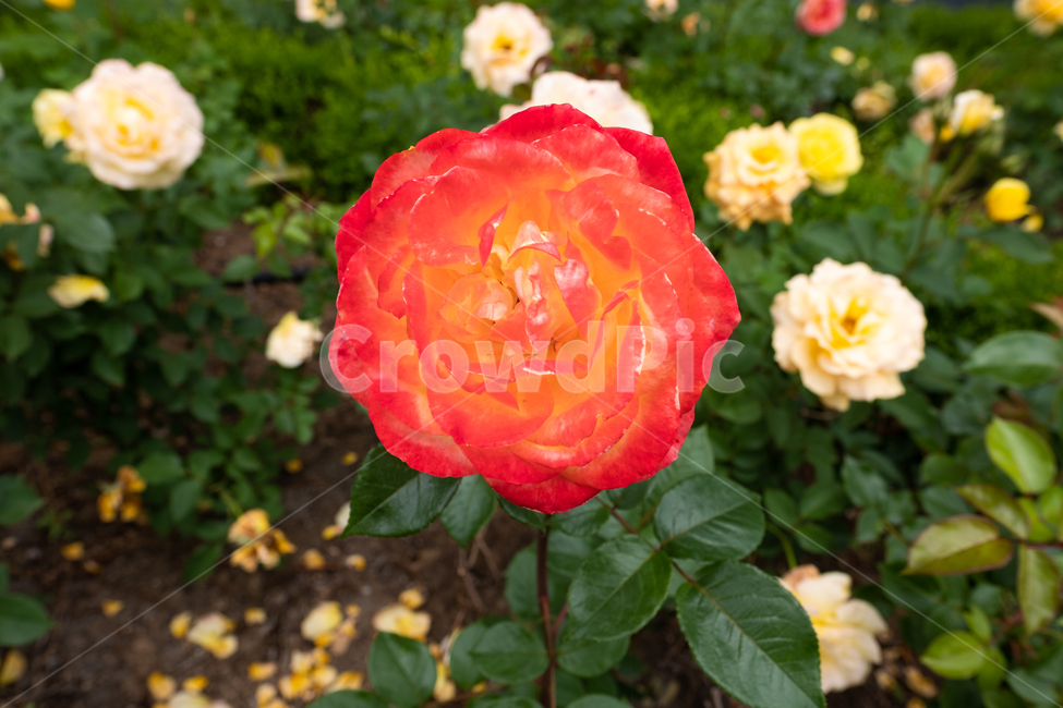 장미,rose,여름꽃,가시,식물,자연,식물,자연,plants,nature,꽃,flower