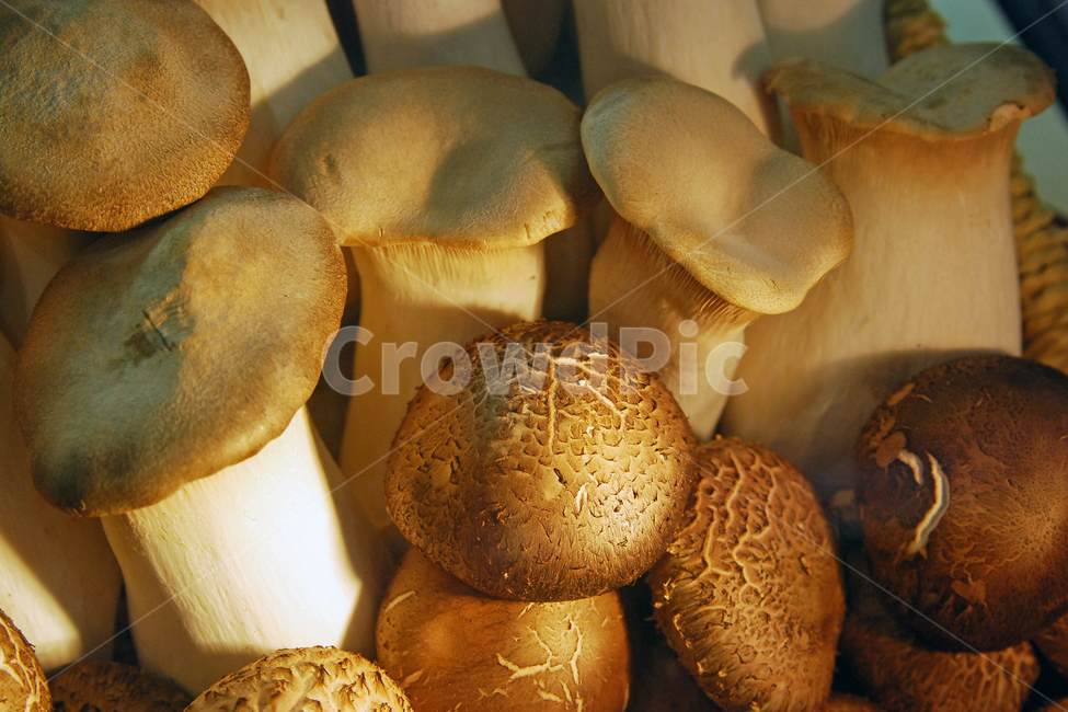 송이버섯,버섯,음식,식재료,음식재료,식품,버섯류,식자재,싱싱한,신선한,버섯,mushroom,음식,식재료,요리,food,cook,meal,dishes,food reserves