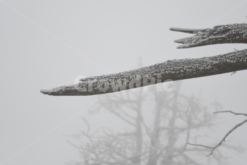 눈,풍경,겨울,눈꽃,상고대,바람,서리,추위,산,나무,겨울,계절,winter,season,식물,자연,plants,nature