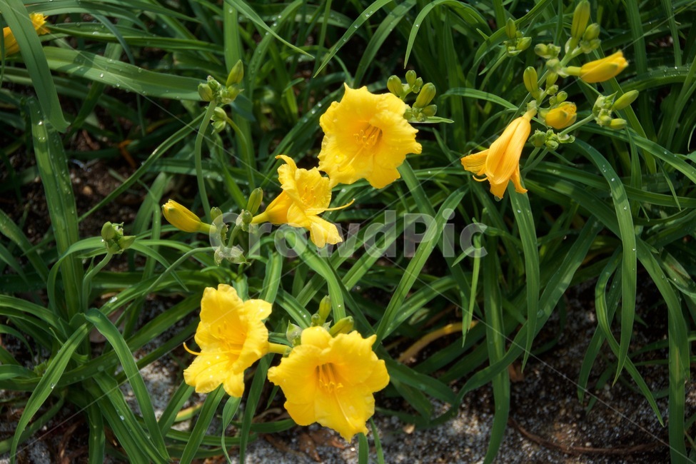 꽃,노란꽃,큰꽃,나팔모양꽃,꽃줄기긴꽃,flower,yellowflower