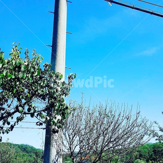 하늘,전봇대,여름,나무,전선,식물,자연,plants,nature,나무,trees,wood
