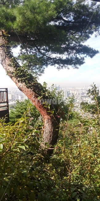 나무,소나무,초록,풍경,곡선