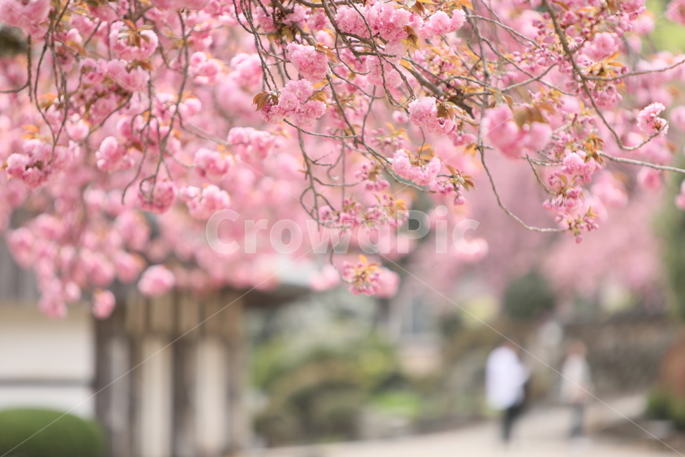 순천,선암사,만첩왕벚,겹벗꽃,벗꽃,사찰,봄,꽃,봄,계절,spring,season,식물,자연,plants,nature,꽃,flower,plant