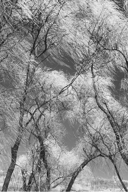 nature,자연,outdoors,옥외,tree,나무,한강고수부지,적외선,적외선카메라,적외선사진,infrared,적외선필터,흑백,흑백사진