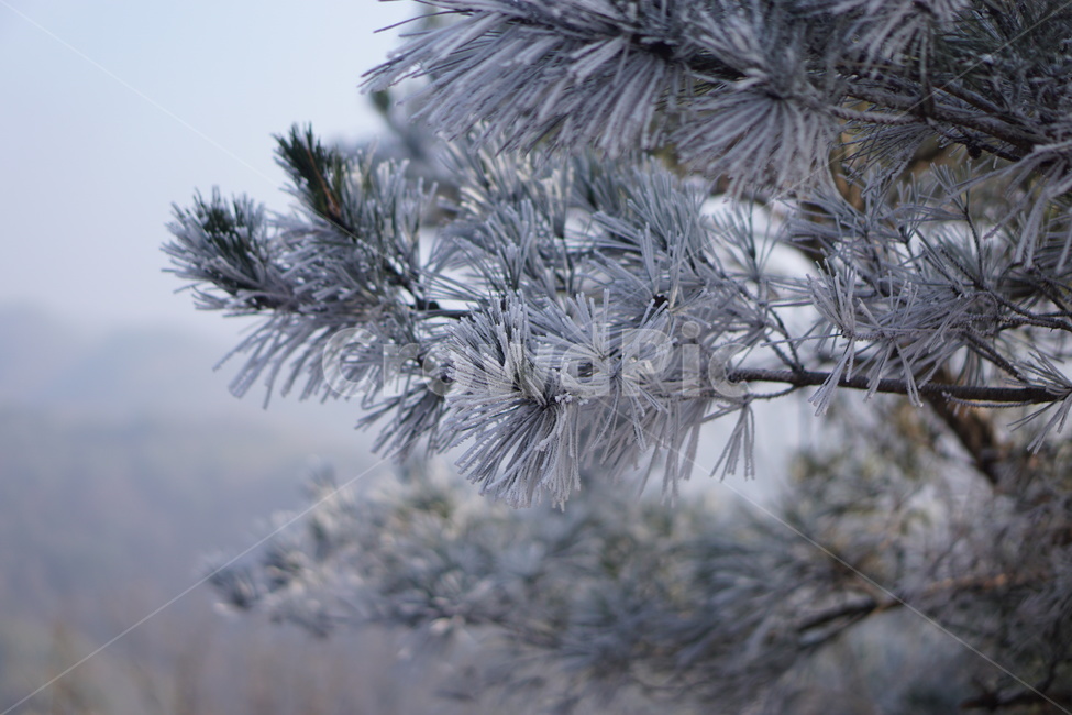 눈꽃,겨울,겨울산,자연,outdoors,나무,ice,snow,눈,tree,서리,겨울,계절,winter,season
