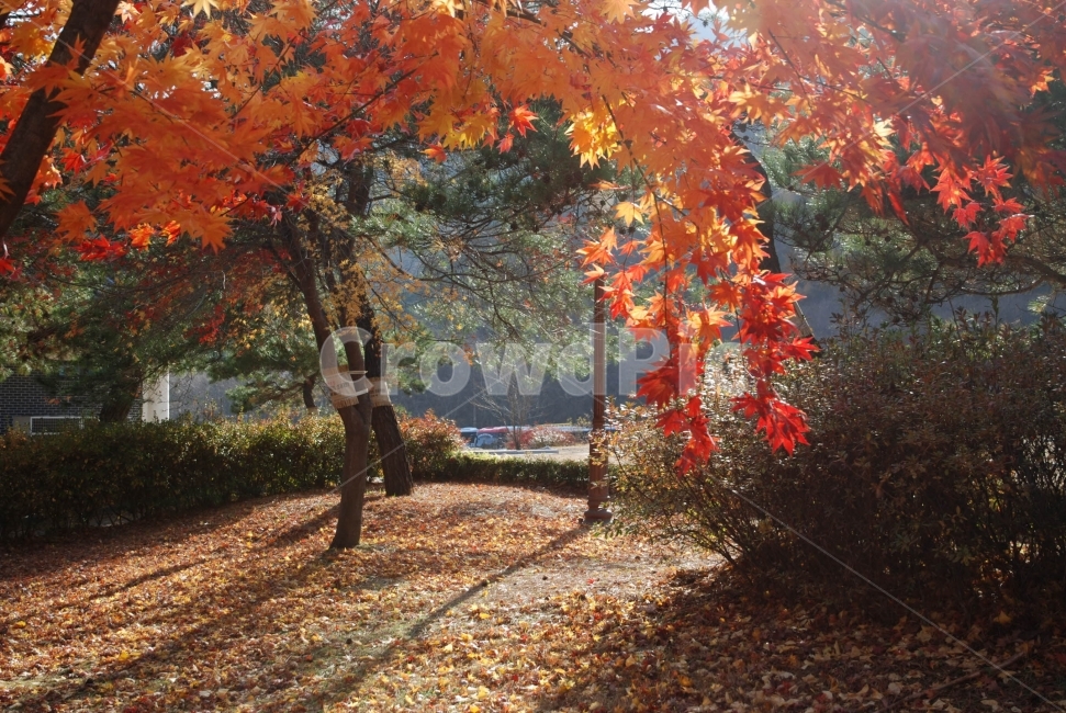 붉은색,빨강,가을,단풍,여행,나무,햇빛,반사,역광,계절,풍경,자연,tree,nature,가을,계절,fall,autumn,season,식물,자연,plants,nature,나무,trees,wood,leaf,잎,plant,maple