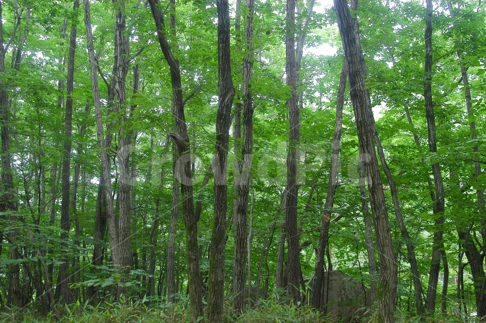 나무,숲,그린,푸른,푸르름,자연,패턴,배경,바탕,배경이미지,바탕이미지,자연이미지,산숲,식물,자연,풍경,nature,landscape,식물,plants,나무,trees,wood,vegetation,초목,plant,forest,land,땅,tree,outdoors,옥외,woodland,삼림지,grove,작은 숲