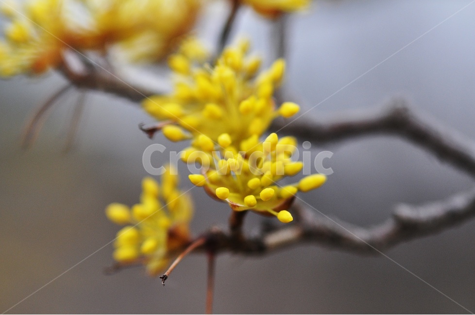산수유,노란꽃,봄꽃,봄,꽃,flower,jay,yellow,봄,계절,spring,season,식물,자연,plants,nature,꽃,flower,plant