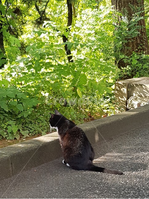 고양이,동물,길고양이,냐옹이,길거리,kitty,street,cat