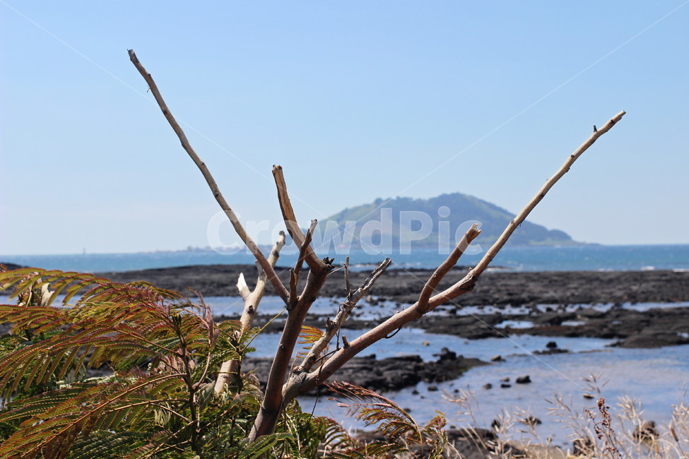자연,해변,바다,섬,나무,자연,풍경,nature,landscape,wood