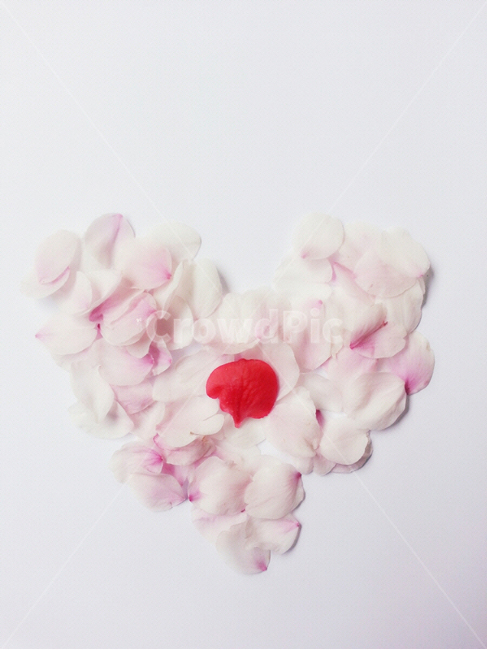 감성사진,연출사진,꽃,봄,식물,꽃,flower,감정표현,기분,feeling,emotion,연출,컨셉,콘셉,direction,concept