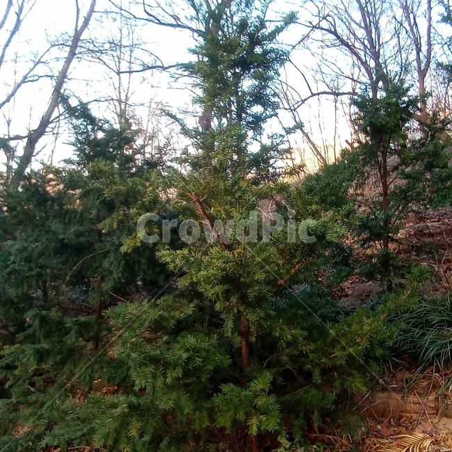 주목나무,초록,초록나무,봄,3월,식물,자연,녹색,그린,초록색,나무,나뭇가지,조경,주목,잎,잎사귀,이파리,나뭇잎,침엽수,plants,nature,tree