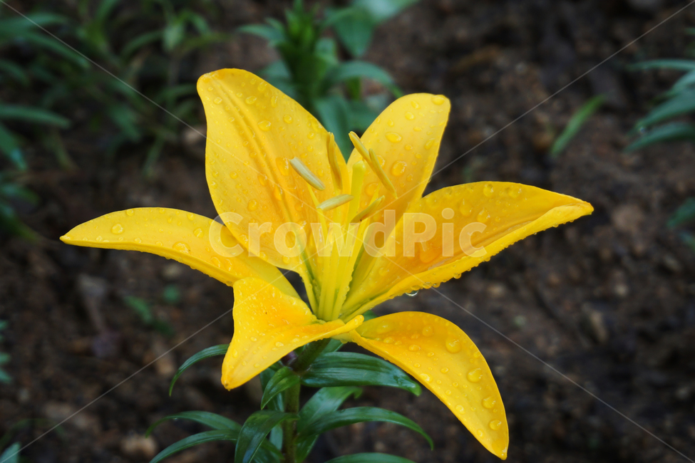 꽃,백합,나리,여름,노랑,자연,lily,flower,yellow,nature,접사,빗방울,rain,raindrop,초록,green,bloom,summer