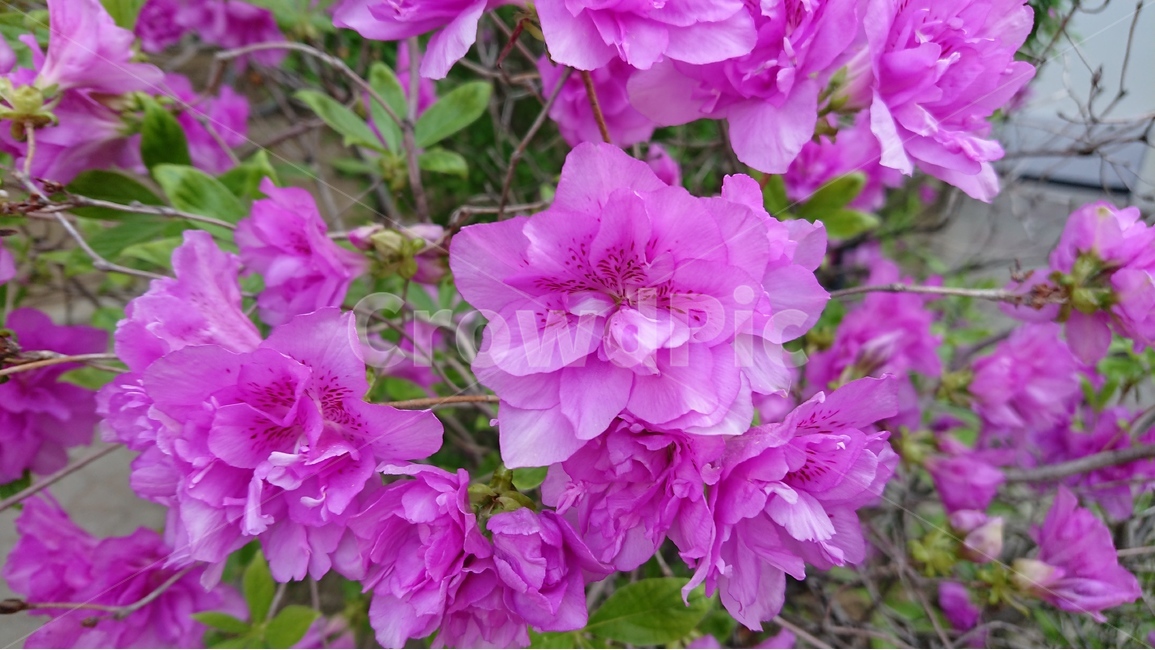 봄,꽃,꽃나무,철쭉,겹철쭉,핑크색,분홍색꽃,봄,계절,spring,season,식물,자연,plants,nature,꽃,flower,geranium,제라늄,blossom,plant