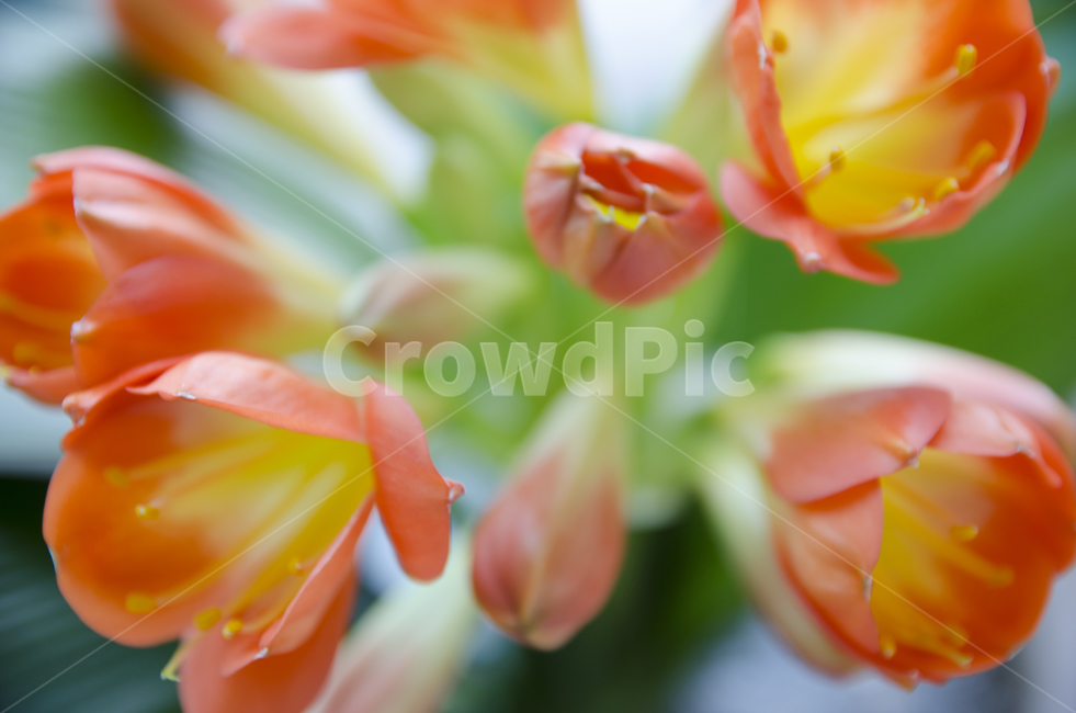 plant,식물,blossom,flower,꽃,kaffirlily,군자란,난,주황색,뷰티풀,아름다움,향기로움,식물,자연,plants,nature,꽃,flower