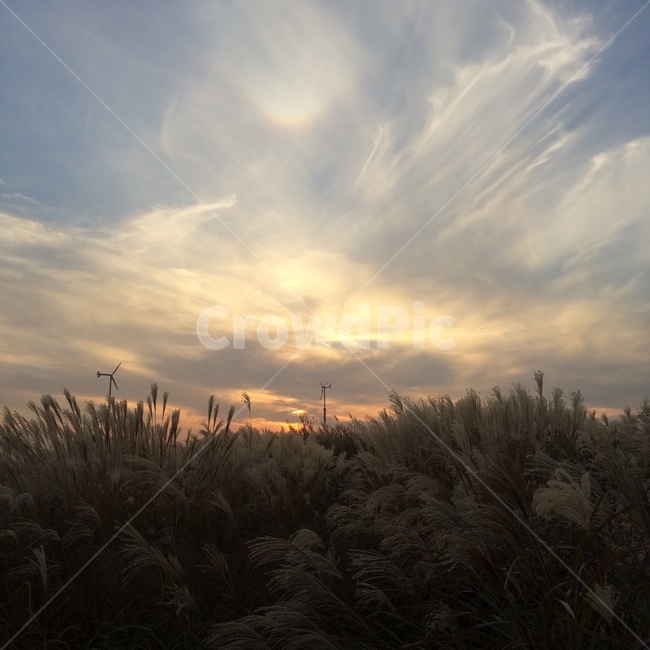 plant,reed,식물,grass,lawn,잔디,갈대,해,구름,하늘,바람,억새,가을,계절,한국자연관광,한국자연풍경,자연풍경,자연,조화,풍경,해질녘,가을,계절,fall,autumn,season
