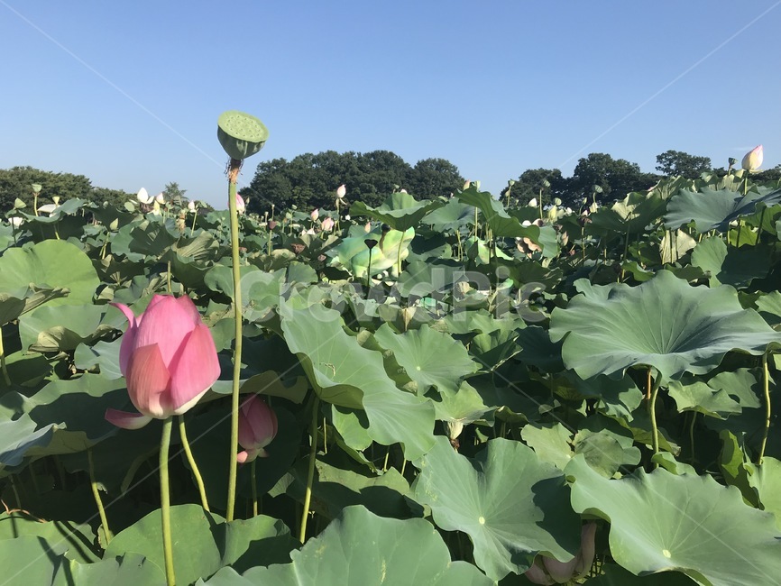 plant,식물,연꽃,꽃,flowers,blossom,nature,자연
