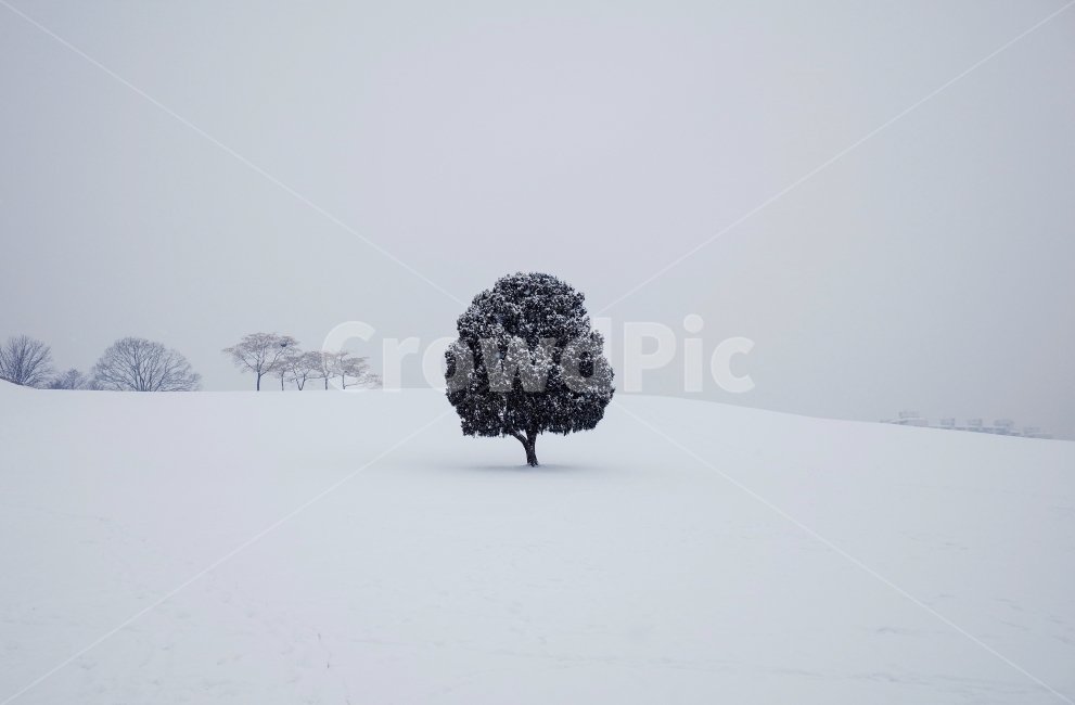 올림픽공원,나홀로나무,설경,왕따나무,눈,겨울,풍경,season,weather,nature,snow,자연,한국자연경관,나무,감성사진,겨울,계절,winter,season,자연,풍경,nature,landscape,식물,plants,나무,trees,wood,outdoors,옥외