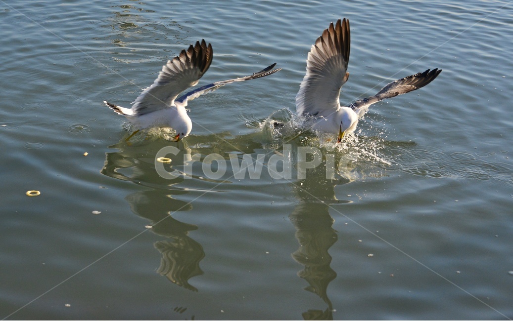 animal,동물,bird,새,water,물,outdoors,옥외,seagull,갈매기,flying,나는,새우깡,바다,조류,비행,동물,animal,조류,새,birds