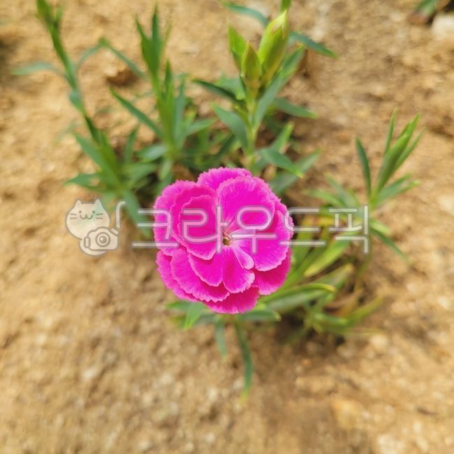 자연,식물,nature,plant,사르코코카콘푸사,꽃,flower,blossom,꽃,flower