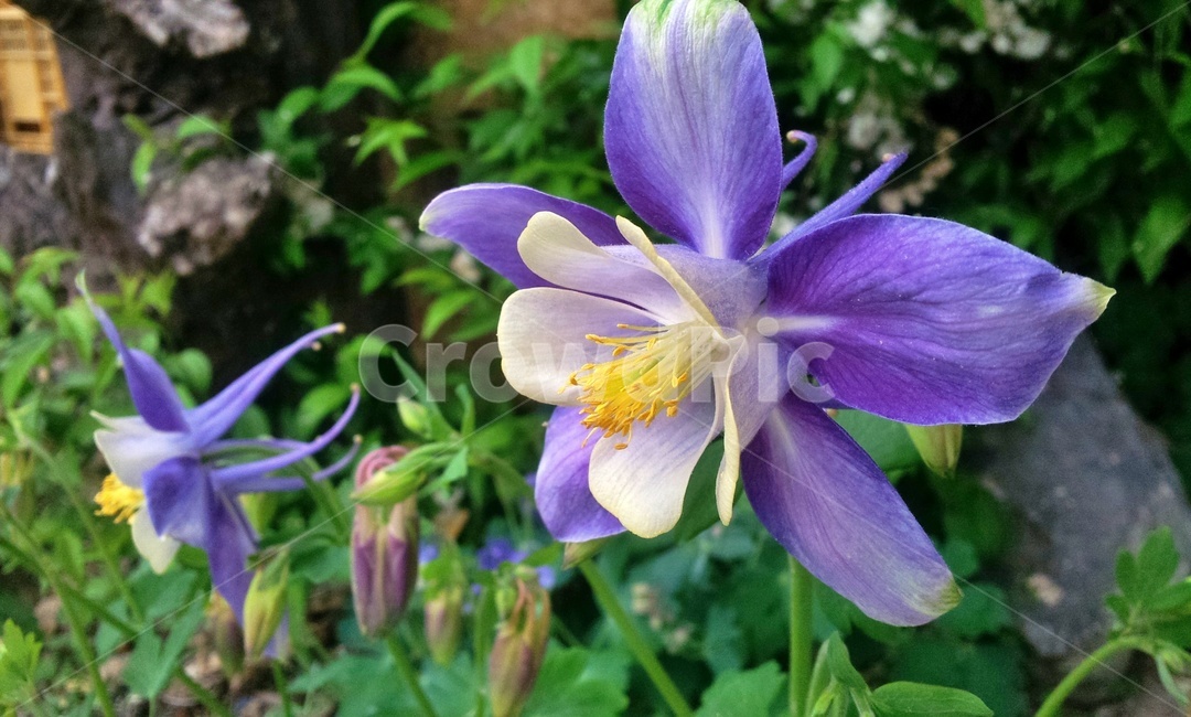 매발톱,매발톱꽃,꽃,들꽃,야생화,보라,보라색꽃,식물,plant,flower,blossom,violet,식물,자연,plants,nature,꽃,flower