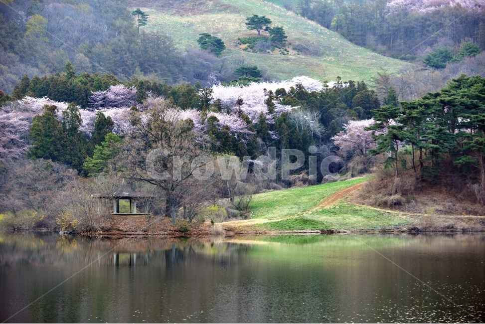 풍경,봄,자연,잔잔함,물가,아름다운,벚꽃,알록달록,봄,계절,spring,season,자연,풍경,nature,landscape,한국자연풍경,한국자연경관,korea nature landscape,outdoors,옥외