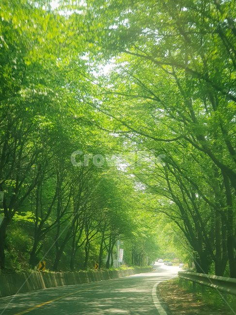드라이브,자연,식물,도로,가로수길,낭만,여유,힐링,drive,nature,road,country,tree,산책