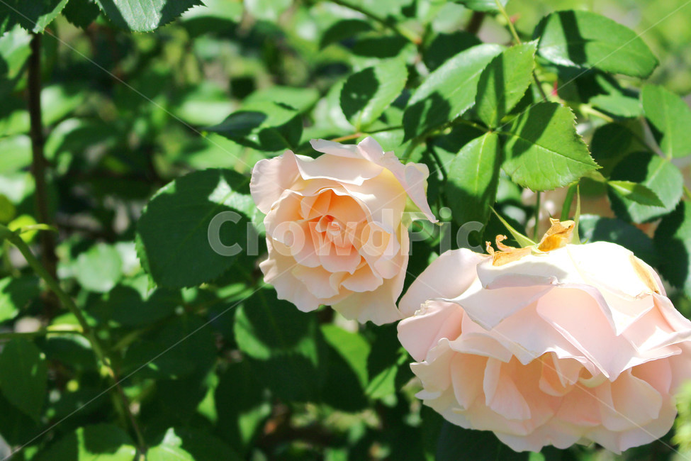 꽃,장미,하얀장미,감성사진,여름,5월,흰색,flower,rose,풍경,풍경사진,자연,식물,자연,plants,nature,꽃,flower,색깔,색상,색채,색감,color sense,color sensitivity,feeling of color