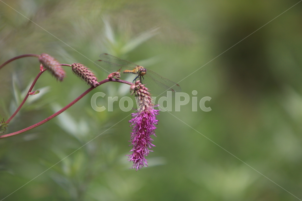 꽃,야생화,자연,가을야생화,지리산야생화,식물,자연,plants,nature,꽃,flower,동물,animal,곤충,벌레,insect,bug