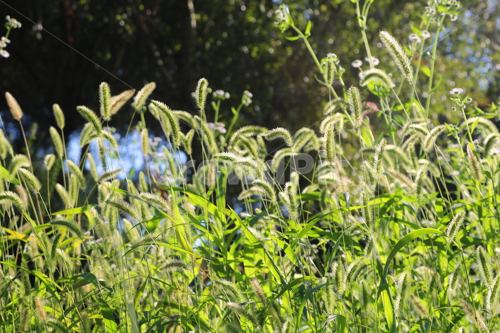 강아지풀,풀,잡초,벼과,식물,자연,구미초,낭미초,개꼬리풀,식물,자연,plants,nature
