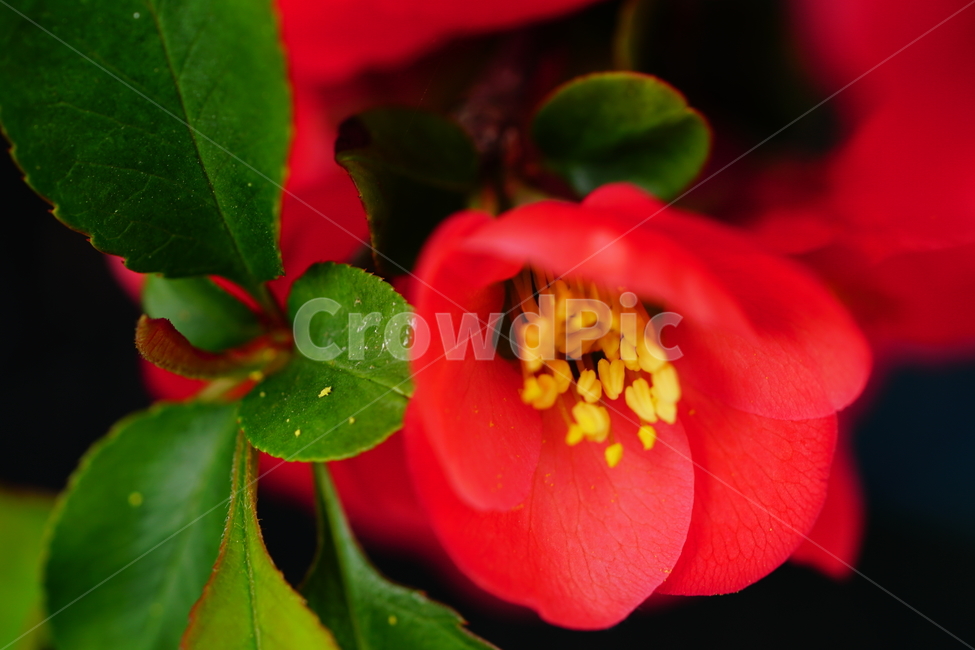 명자나무꽃,명자나무,산당화,봄,봄꽃,꽃,플라워,flower,spring,4월,april,장미과,명자꽃,식물,plants,chaenomelesspeciosa,붉은,접사,클로즈업,closeup,붉다,붉은꽃,빨간꽃,red,빨강,macrophotography