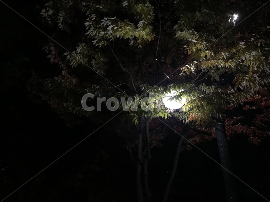 야경,나무,가로등,밤,달
