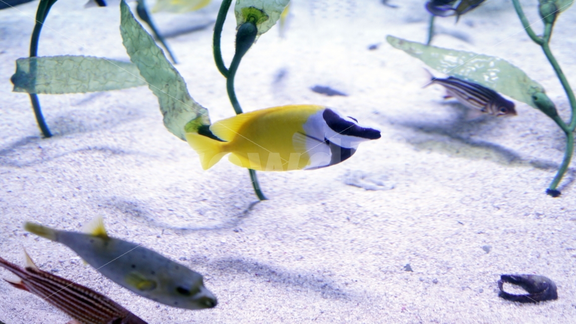 물고기,잉어,열대어,붕어,생선,어류,수족관,낙시,fish,어항,금붕어,수산,해양,바다,생물,동물,물속,바다속,바닷속,animal,수중,생명,자연,nature,물결,동물,animal,어류,물고기,fish