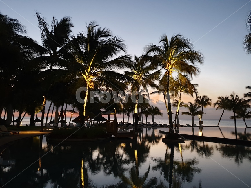 summer,여름,tropical,야자수,palmtree,석양,sunset