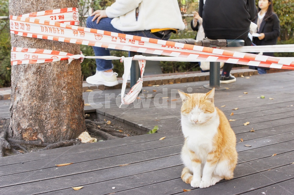 고양이,길고양이,길냥이,겨울,쓸쓸한,여유로운,cat,animal,동물,사람,pet,나무,straycat,cats,낙엽,외로운,동물,animal,포유류,mammal,고양이,cat,kitten,kitty