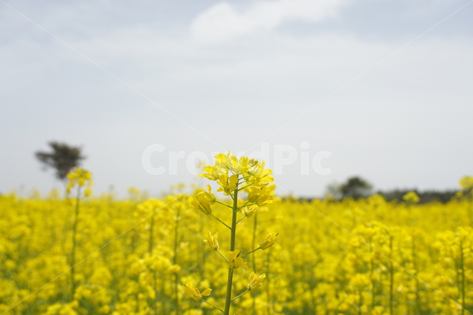 유채꽃,유채꽃밭,봄,자연,꽃,나무,유채,spring,flower,노란꽃,봄,계절,spring,season,식물,자연,plants,nature,꽃,flower,field,들,grassland,목초지,outdoors,옥외