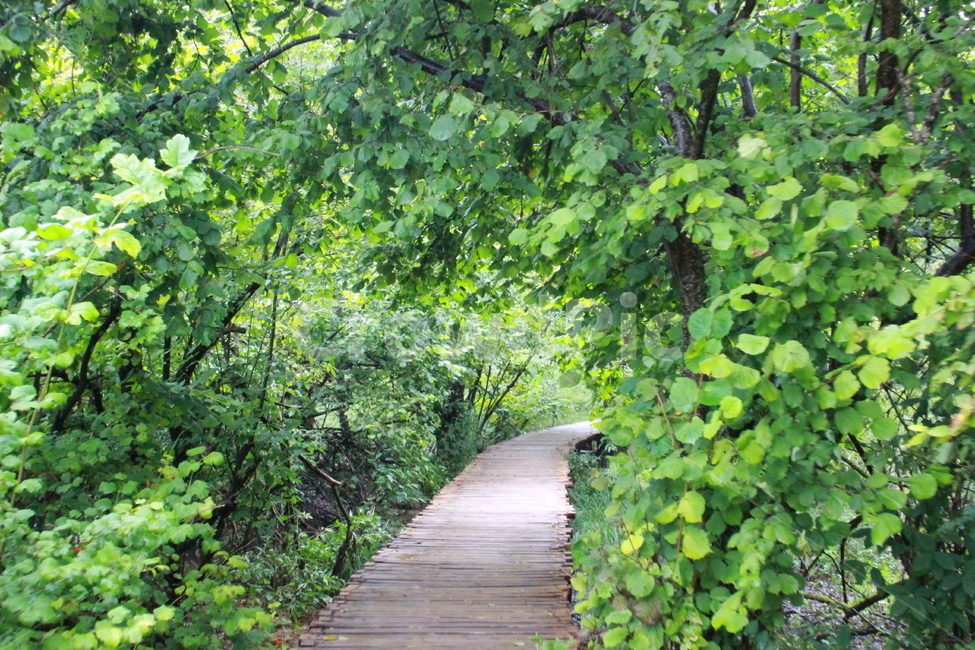 outdoors,옥외,path,통로,green,식물,자연,plants,nature