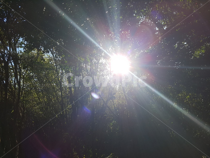 햇살,오후,숲,나무,빛,linght,자연,풍경,nature,landscape,light,flare,플레어