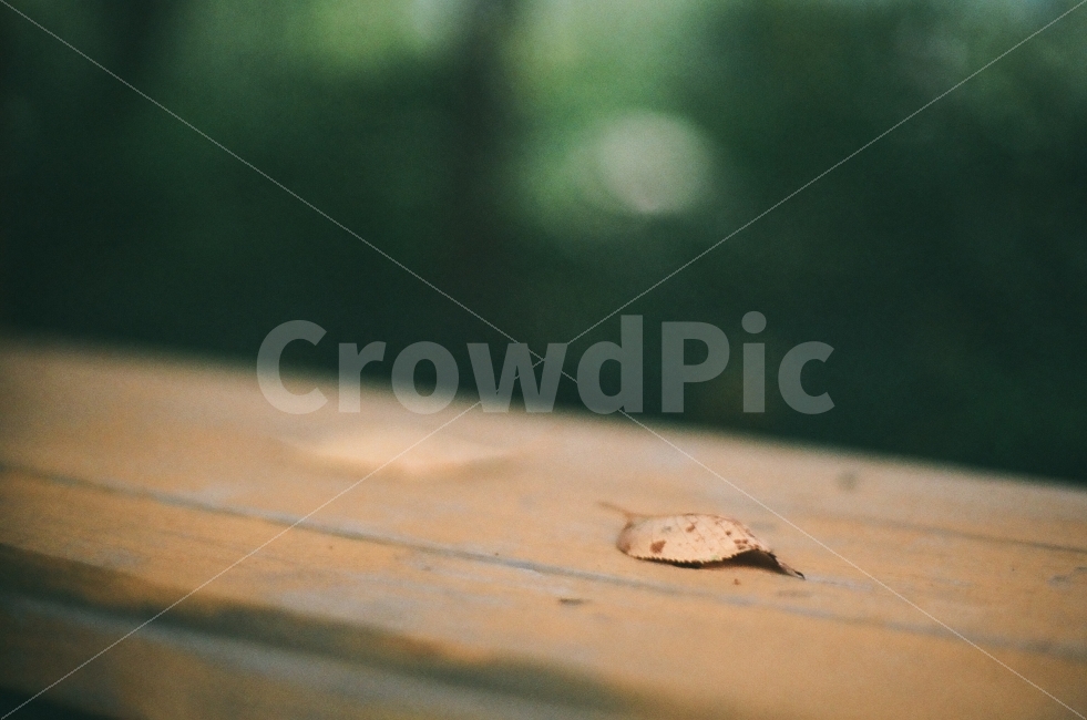 벤치,낙엽,정물사진,감성사진,필름사진,필름,감성,정물,가을,계절,가을,계절,fall,autumn,season,식물,자연,plants,nature,감성,sensible,feeling,wood,나무