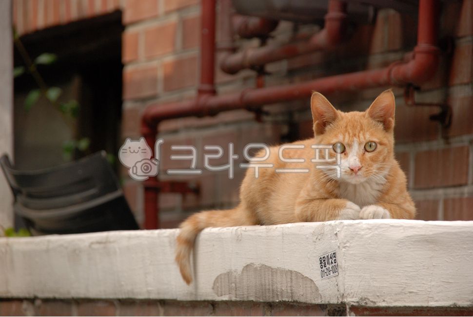 stray cat,one animal,cat,cuteness,wall,close