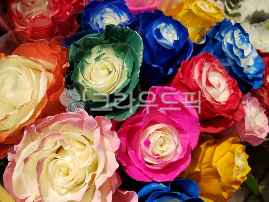 장미,꽃꽂이,꽃다발,장미꽃다발,꽃,rose,flower,plant,blossom,식물,노란색장미,yellowrose,flowerarrangement,flowerbouquet,redrose,greenrose,purplerose,빨간색장미