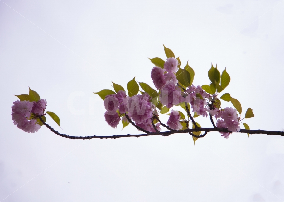 누끼,봄,꽃,벗꽃,봄날,나무,식물,자연,plants,nature,봄,계절,spring,season,꽃,flower,plant,blossom