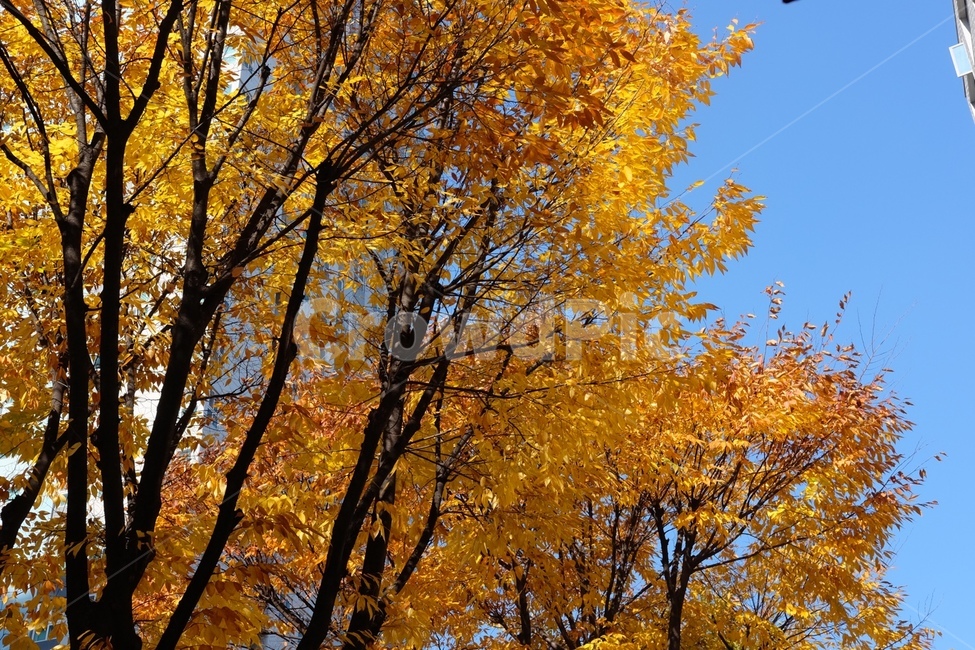 낙엽,나무,자연,sky,하늘,가을,계절,fall,autumn,season,tree,plant,식물,tree trunk,나무 줄기,leaf,잎