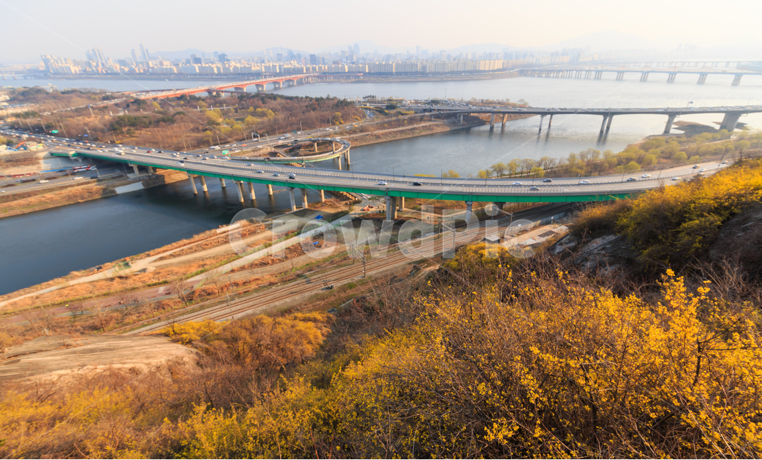 개나리,서울,응봉산,한강,봄,봄날,봄꽃,노란색,강변북로,강,강변,강가,도로,차도,고속도로,봄풍경,경치,풍경,황사,미세먼지,다리,대교,대기오염,환경,환경오염,도시,꽃잎,건물,빌딩,봄,계절,spring,season,도시,풍경,city,landscape,한국도시풍경,한국도시경관,korea cityscape,road,freeway,고속 도로